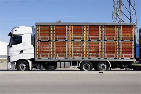 Live Animal Transport Trucks Stock Image - Image of caged, farm: 101882045