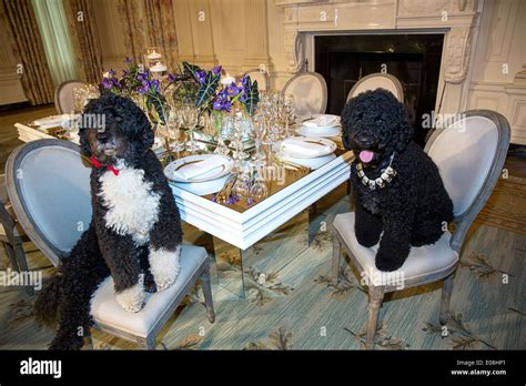 President obama family dog bo hi-res stock photography and images - Alamy