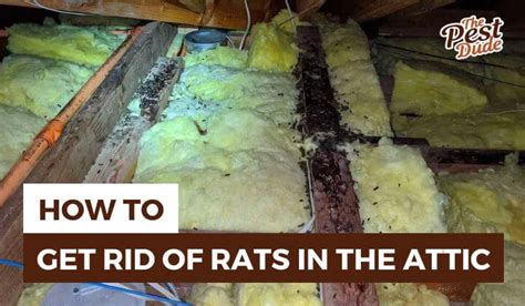 How to Get Rid of Rats in the Attic: 7 Effective Steps | Pest Dude