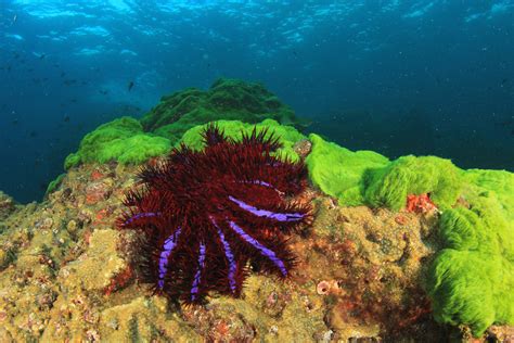 Crown-of-Thorns Starfish Devastating Great Barrier Reef • Scuba Diver Life