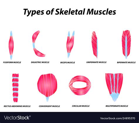 Anatomical structure skeletal muscles Royalty Free Vector