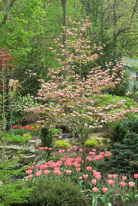 Susanne Hansen: Best Dwarf Trees Zone 5 / Dwarf Korean LILAC tree. Red purple buds that open to ...