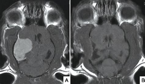 Seizures/epilepsy in cats | International Cat Care