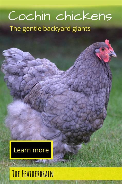 Cochin chickens: The gentle backyard giant | Cochin chickens, Beautiful ...