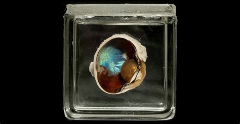 Bisected reindeer eye with an iridescent blue layer visible | Tapetum lucidum, Color, Natural ...