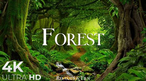 Forest 4K • Nature Relaxation Film • Peaceful Relaxing Music • 4k Video ...