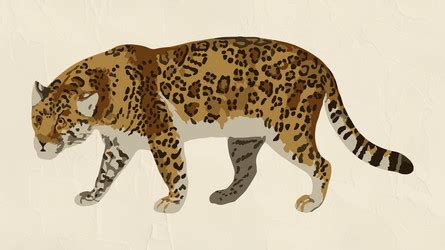 Animated Jaguar Vector Images (over 12,000)