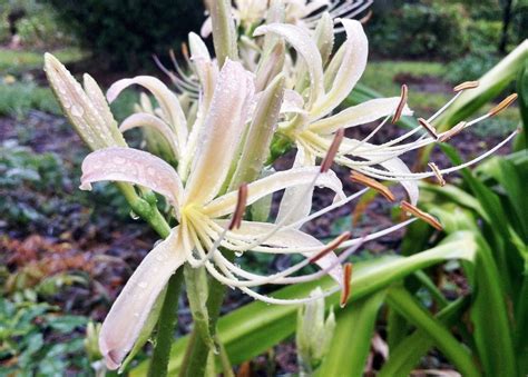 White Spider Lily