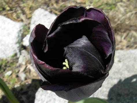 Black Tulips (Pictures, Gardening Tips, and Shopping Links)