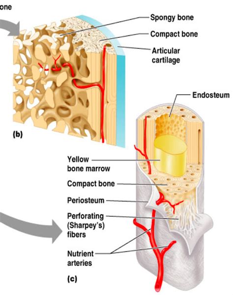 anatomy ch 5: skeletal system - spongy bone/diaphysis diagram (wise) Diagram | Quizlet