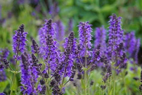 How to Care for Blue Salvia – A Growing Guide - TopBackyards