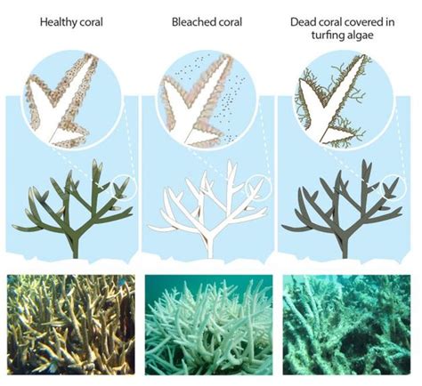 Causes - coral bleaching