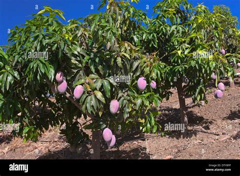 Mango trees, Tropical Coast, Granada, Region of Andalusia, Spain Stock Photo: 66982266 - Alamy