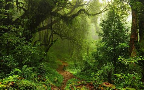 Rainforest 4k Wallpapers - Top Free Rainforest 4k Backgrounds - WallpaperAccess