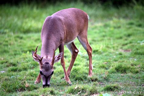 The National Key Deer Refuge, Big Pine Key | Noni Cay Photography