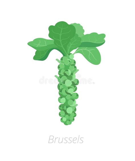 Cabbage Set. Brussels Sprout, Broccoli Kohlrabi Cauliflower Kinds Of ...