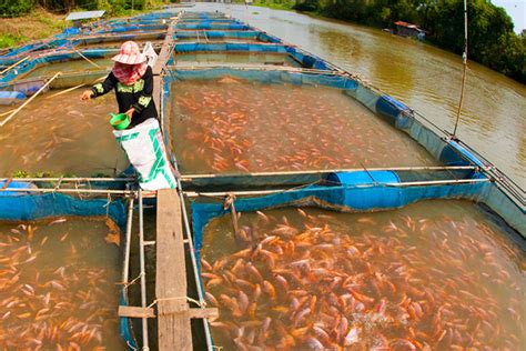 Fisheries Science Careers in India : How to become a Fishery Science graduate | Career Options ...