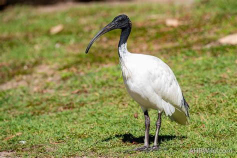 Australian White Ibis – AHP Wild