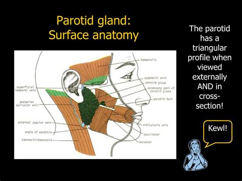 PPT - Face & Parotid Gland PowerPoint Presentation, free download - ID ...