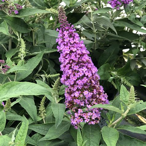 Buddleia PUGSTER PERIWINKLE - Buy Butterfly Bush Shrubs Online