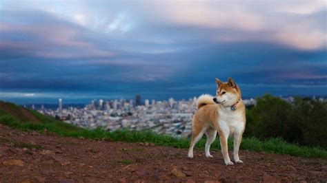 shiba inu dog Wallpapers HD / Desktop and Mobile Backgrounds