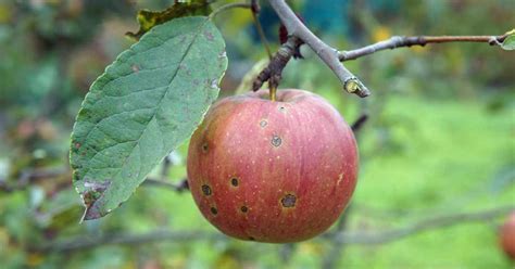 12 Common Apple Tree Diseases (And How to Treat Them) – Rhythm of the Home