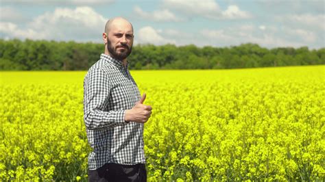 Agronomist examining blossoming canola field. Rapeseed field 39848954 ...