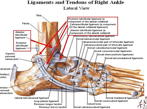 #MuscleAnatomy | Ligaments, tendons, Foot anatomy, Ankle ligaments