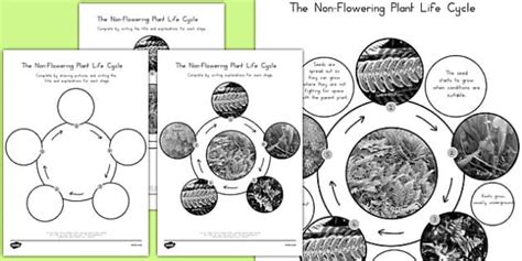 Non-Flowering Plant Lifecycle | Science Resources | Twinkl