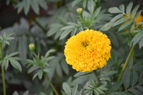 Marigold flower garden, marigold growing at home. 8925277 Stock Photo ...