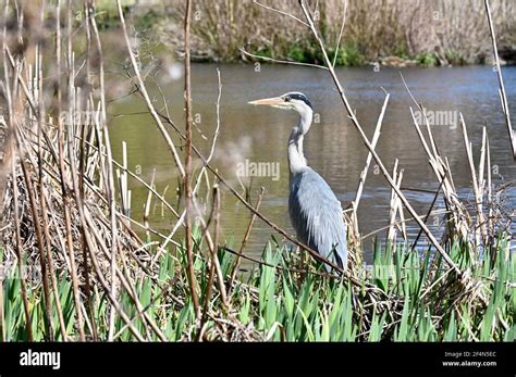 UK Weather. Sidcup, Kent. UK. A grey heron (Ardea cinerea) waits patiently amongst the reeds for ...