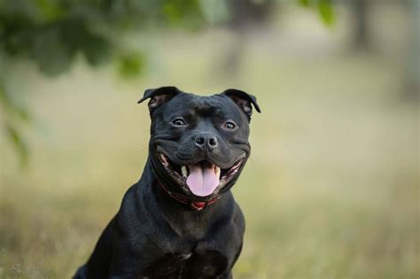 6 reasons why Staffies are the best dogs in the world | TastyBone