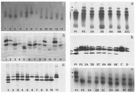 a-c. Isozyme expression in in vitro-grown leaves shown by different ...