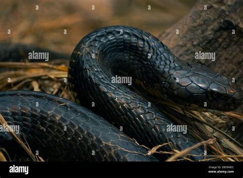 Black Indian Cobra snake Stock Photo - Alamy