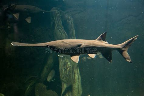 Paddlefish with Natural Habitat in the River Stock Image - Image of fishery, aquarium: 88125697