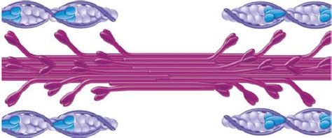 Myofibril Diagram | Quizlet