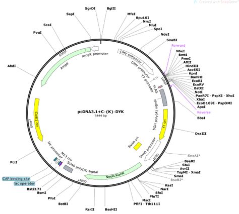 Vector Backbone pcDNA3.1+C-(K)-DYK