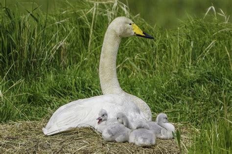 Whooper Swan - Facts, Diet, Habitat & Pictures on Animalia.bio