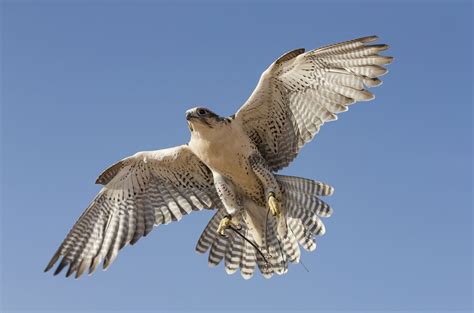 Falken im Kirschgarten vertreiben Singvögel