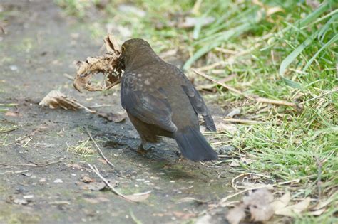 Nest-building | Blackbird collecting nesting materials | bramblejungle | Flickr