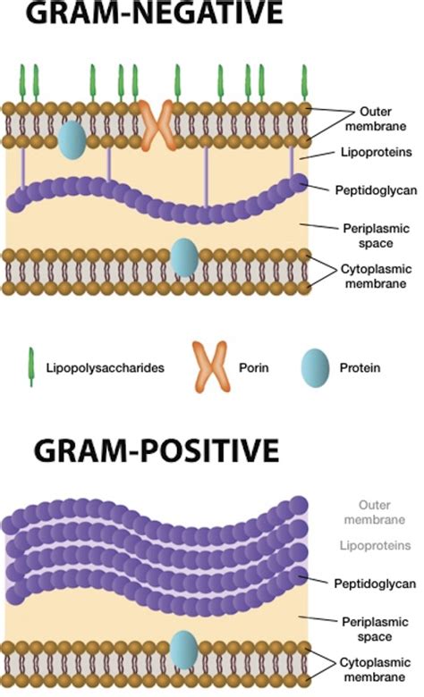 Standardized Gram staining with GRAMYfix for bacteriology