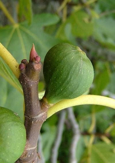 Moraceae - Fig Family (Tree and Shrub Images)