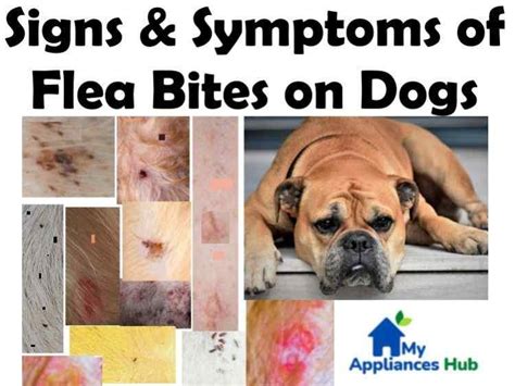 Flea Bites On Dogs: What Do Flea Bites Symptoms Look Like on Dogs?