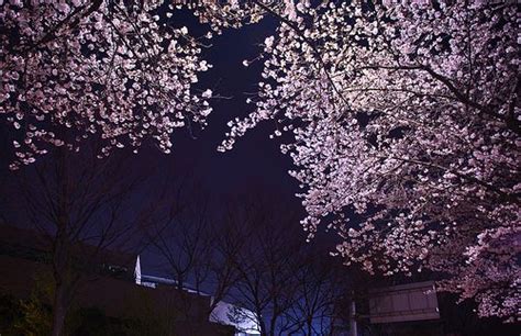 cherry blossoms at night Cherry Blossom Tree, Spring Day, New ...