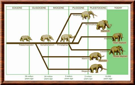 Taxonomy and Classification - Asian Elephant