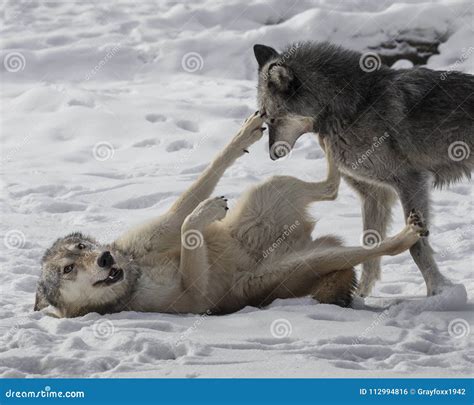 Wolf Pack Playing in the Snow. Stock Photo - Image of mammal, wildlife ...