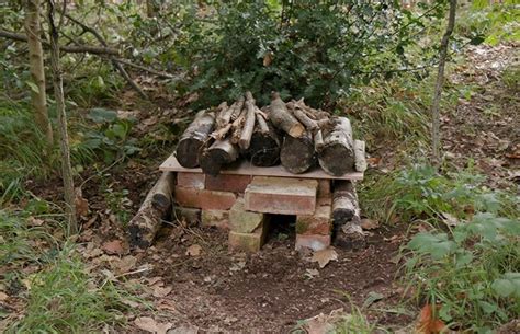 How to make a hedgehog house | Natural History Museum in 2020 ...