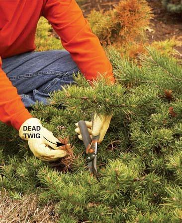 Bush Pruning Tips for Healthier Bushes