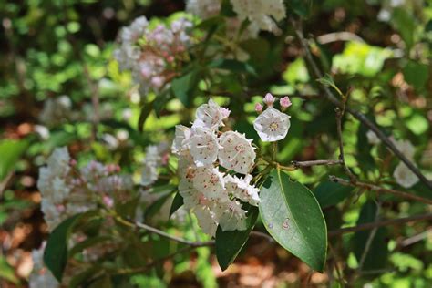 Mountain-laurel - environmental conditions, pruning, planting | Armuro