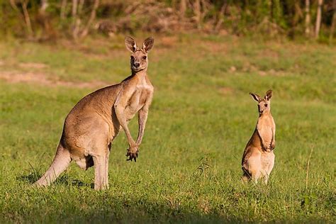 What Animals Live In The Australian Outback? - WorldAtlas.com